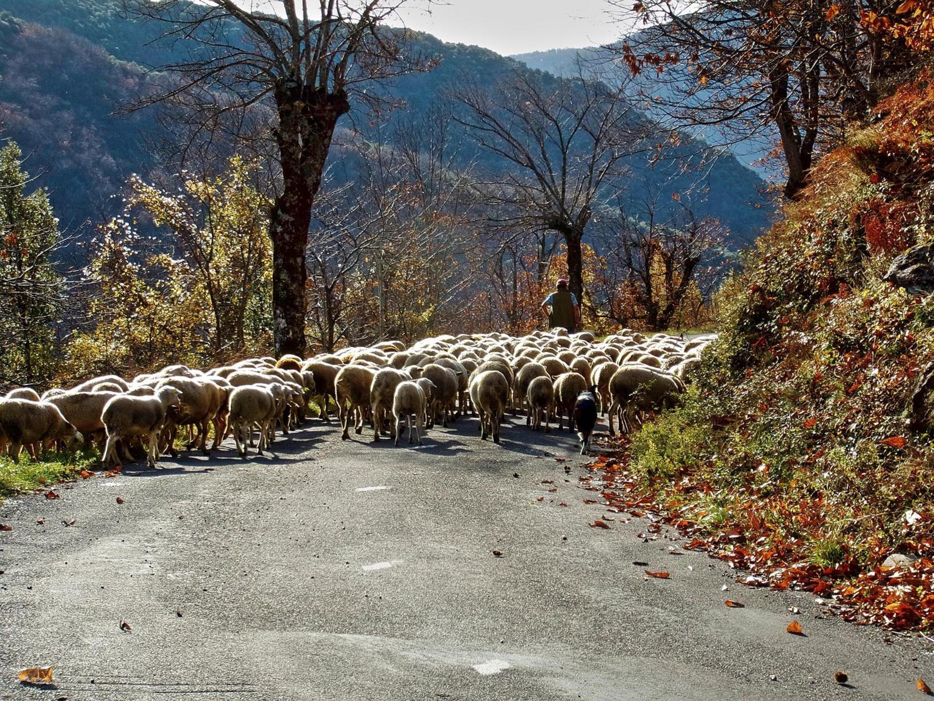 Grand Gite, Mas Favieres Notre-Dame-de-la-Rouvière Dış mekan fotoğraf